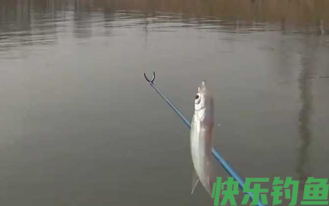 白条鱼什么时候开口