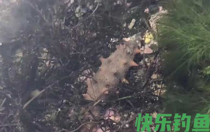 海参需要每天吃吗