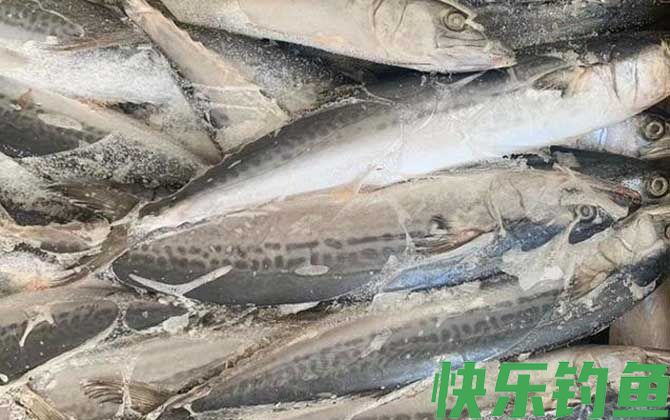 马鲛鱼价格多少钱一斤