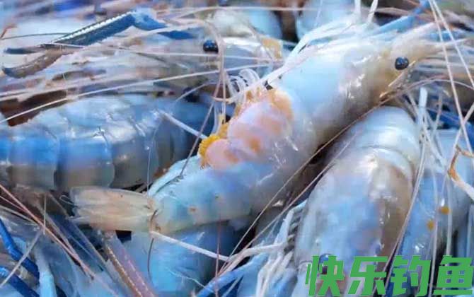 草虾和斑节虾的区别