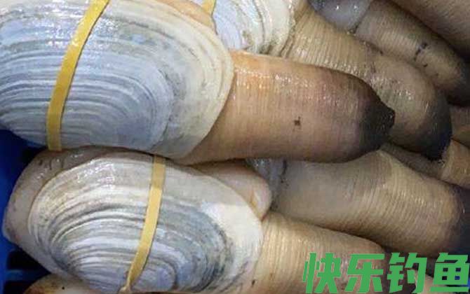 象拔蚌是海鲜吗