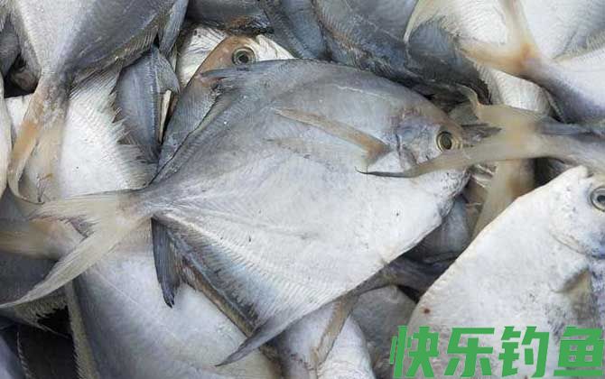 银鲳鱼是深海鱼还是浅海鱼