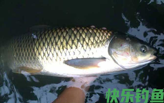 鱼是胎生还是卵生