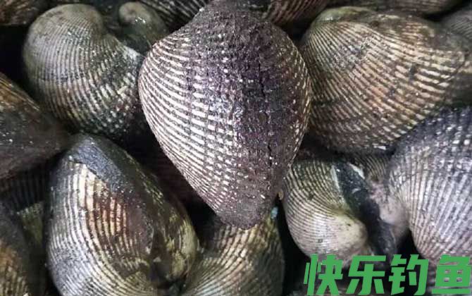 蚶子的拼音怎么读