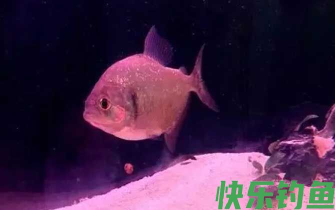 食人鲳适合多少度水温