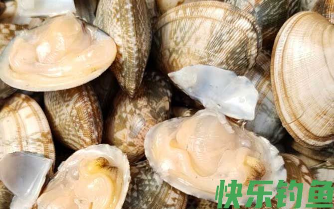 花蛤可以放几天