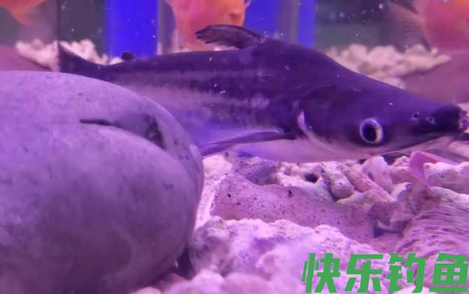 小蓝鲨是什么鱼