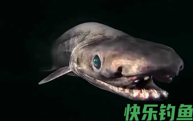 鲨鱼种类及图片大全