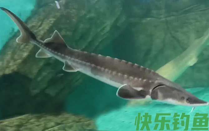 中华鲟吃什么食物