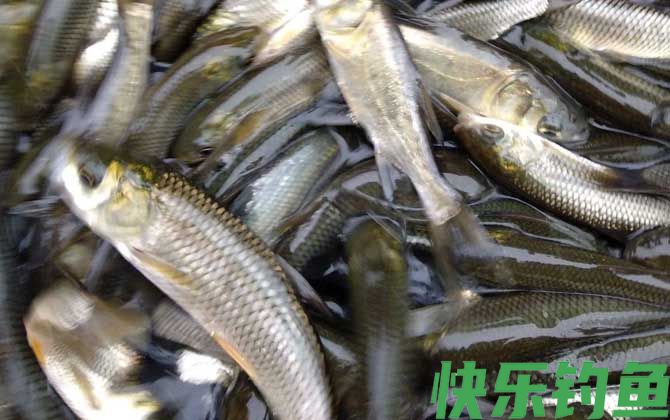 草鱼养殖技术及病害防治