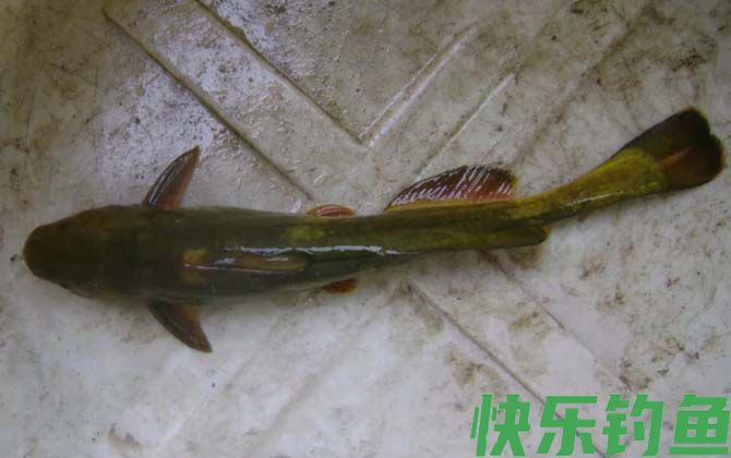 牛尾巴鱼是什么鱼