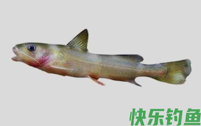 切尾拟鲿是什么鱼