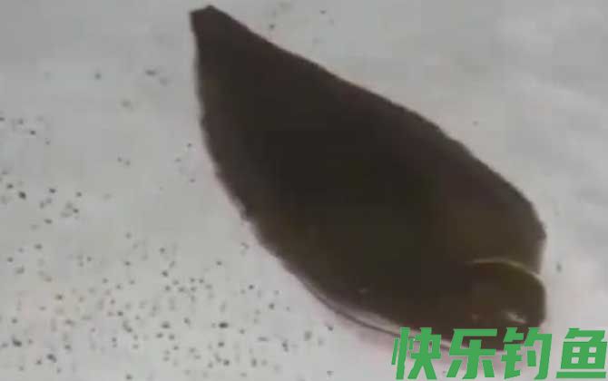 龙利鱼有鱼鳞吗