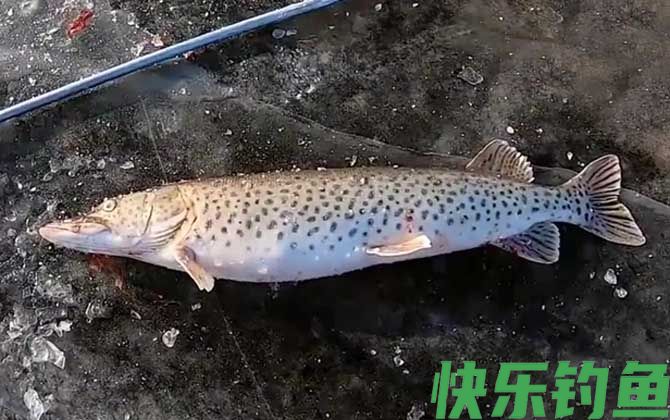 黑斑鱼是什么鱼