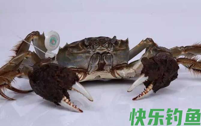 螃蟹价格多少钱一只