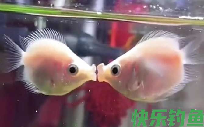 接吻鱼能和孔雀混养吗