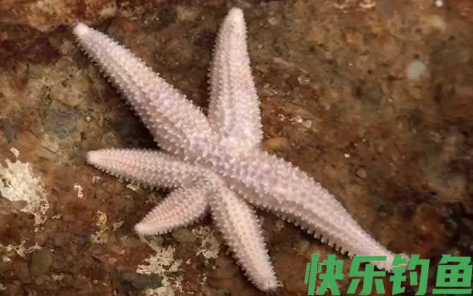 海星有毒吗