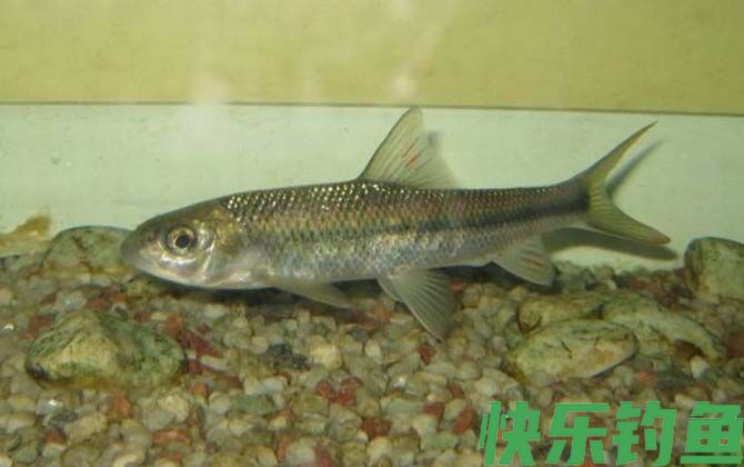 赤鳞鱼产地在哪里