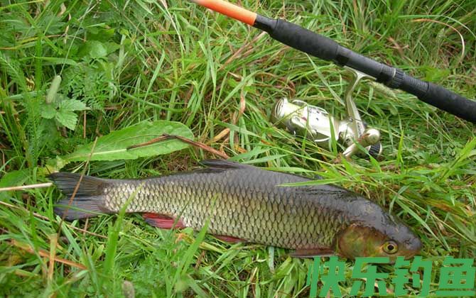 草鱼是底层鱼还是中层鱼