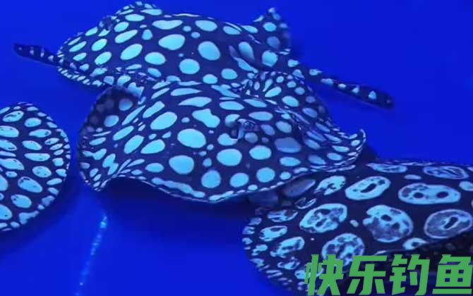 魟鱼是魔鬼鱼吗