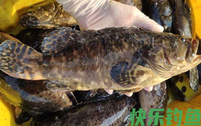 石斑鱼大的贵还是小的贵