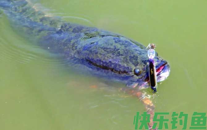 家里为什么不能养黑鱼