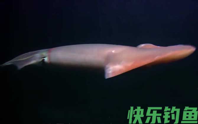 大王乌贼真的存在吗