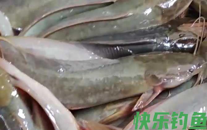 埃及胡子鲶是什么鱼