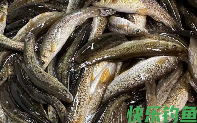 柳根鱼价格多少钱一斤