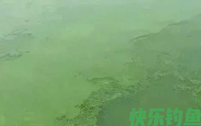 鱼塘水变绿的原因及解决方法