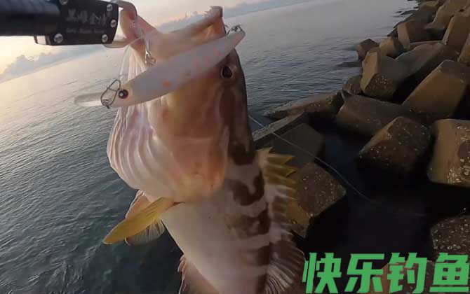 油斑鱼是石斑鱼吗