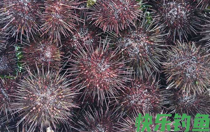 海胆是什么动物