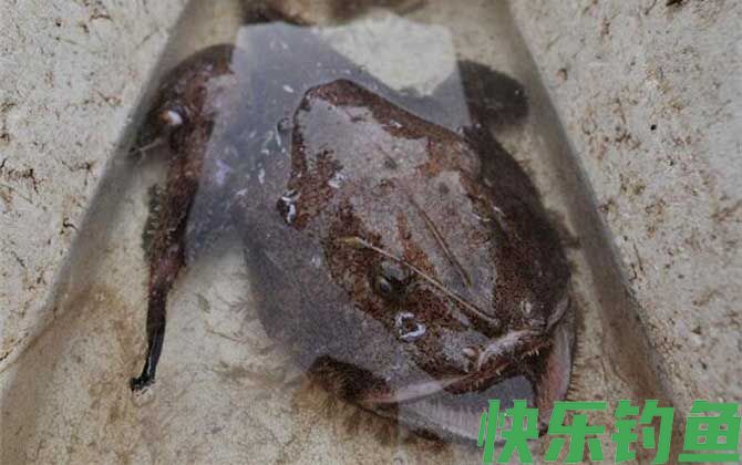 先生鱼是什么鱼