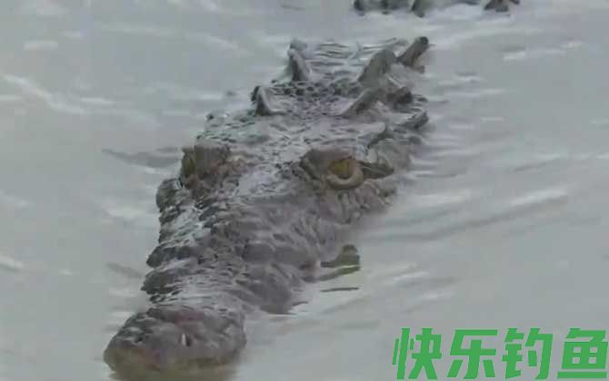 鳄鱼生活在哪里