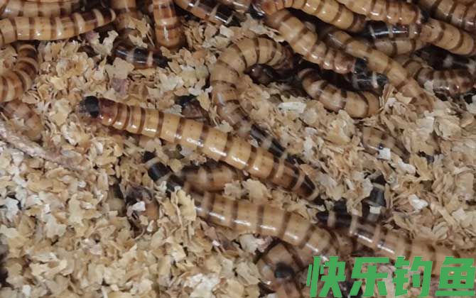 面包虫怎么繁殖比较快