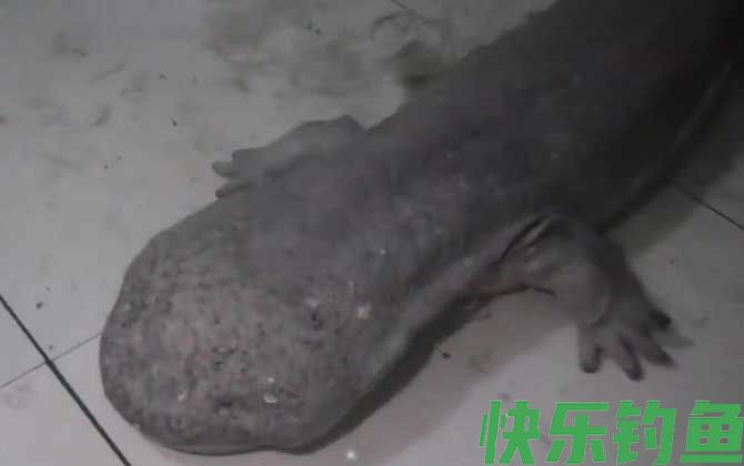 野生娃娃鱼吃了判几年