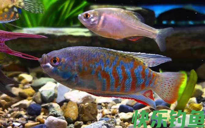 丽丽鱼能长多大