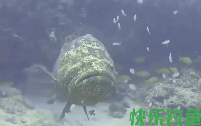 龙趸是不是保护动物