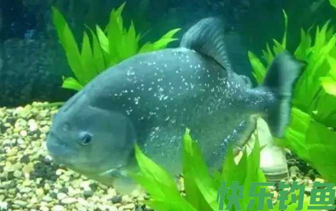 食人鲳的原产地在哪里