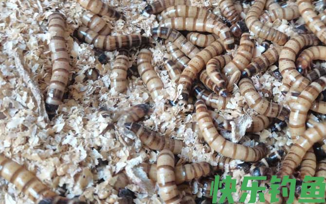 面包虫吃什么食物