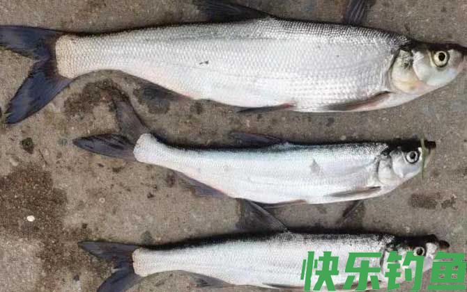 黑坑钓翘嘴