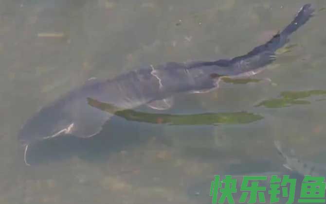 钓鲶鱼