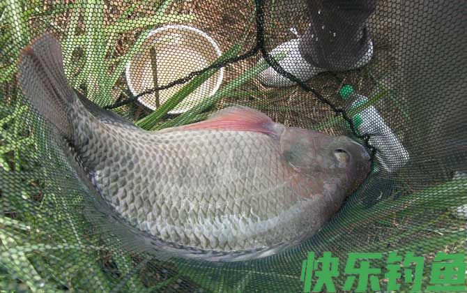 黑坑钓罗非鱼