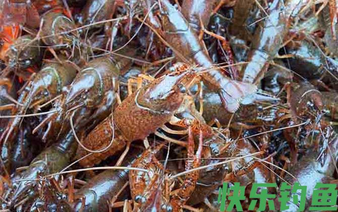 潜江龙虾