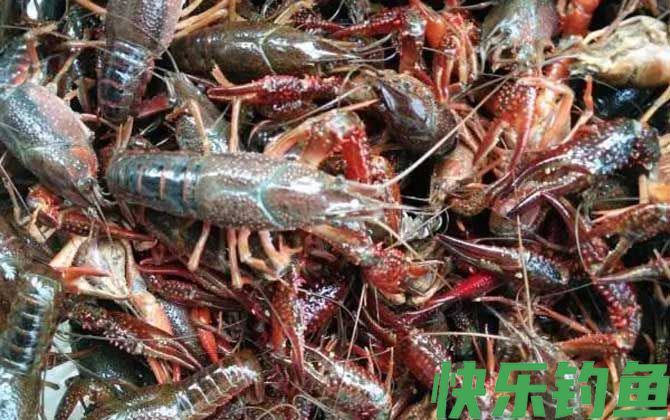 潜江龙虾