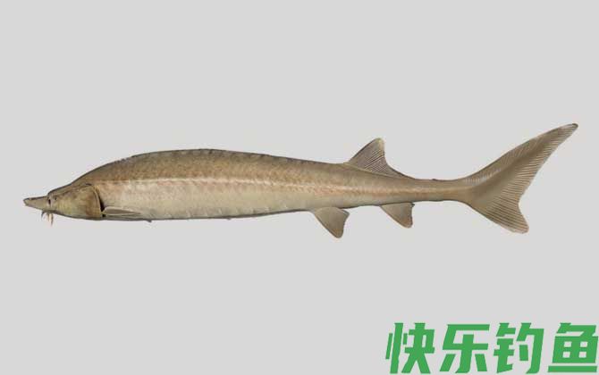 西伯利亚鲟