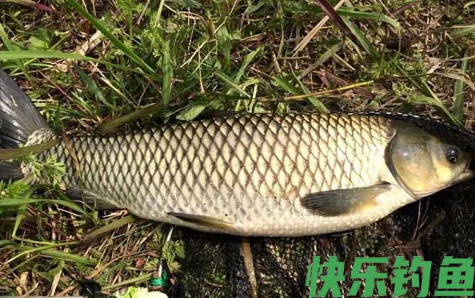 草鱼