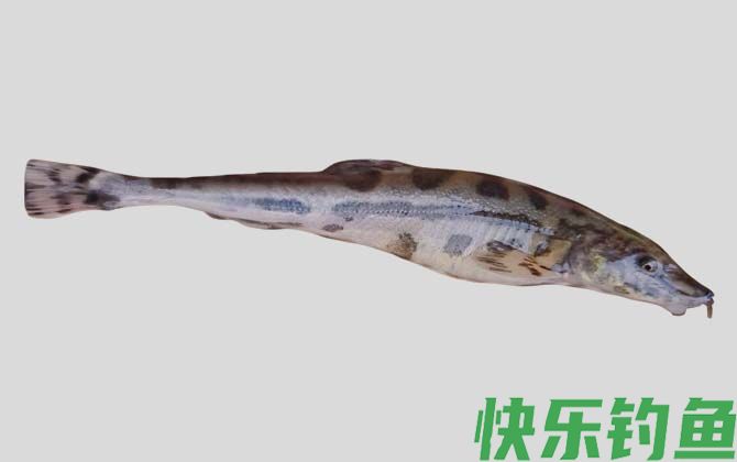 拟鲇高原鳅