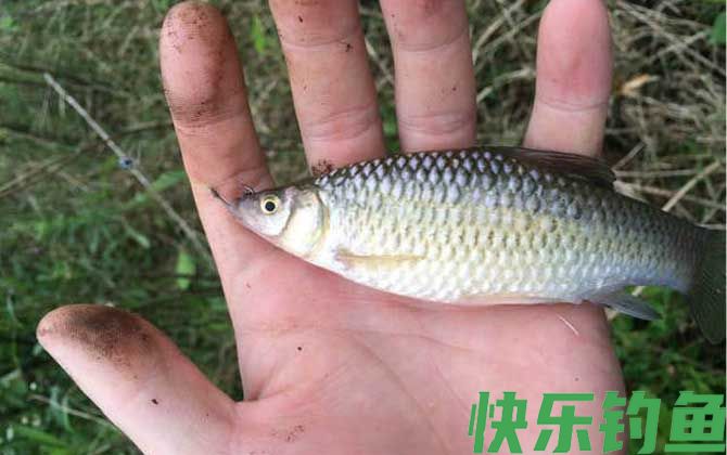 麦穗鱼