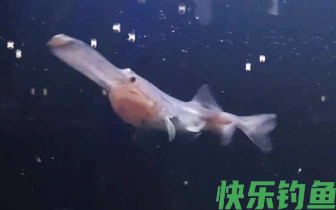 鸭嘴鱼